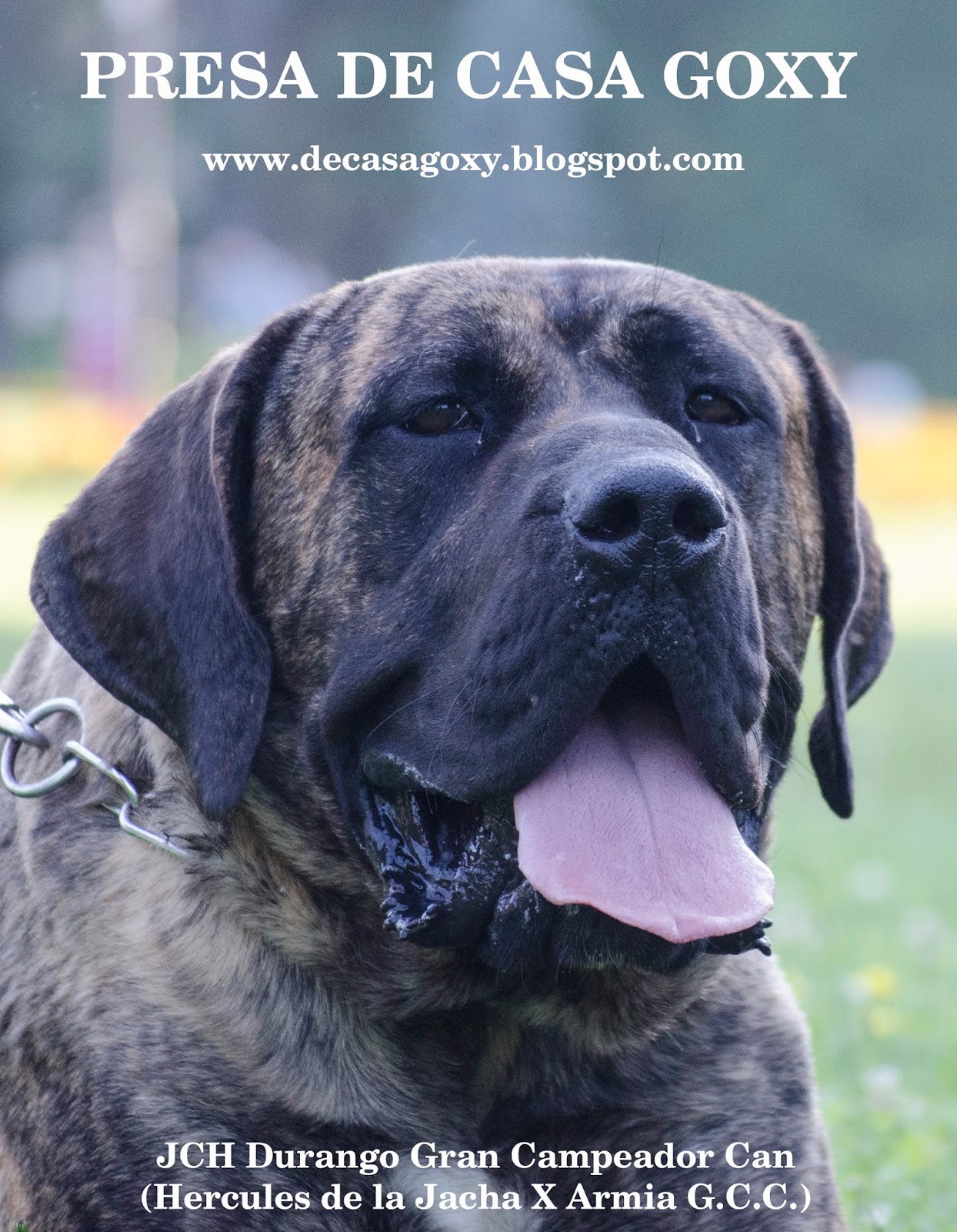 Presa De Casa Goxy Presa Canario kennel DURANGO