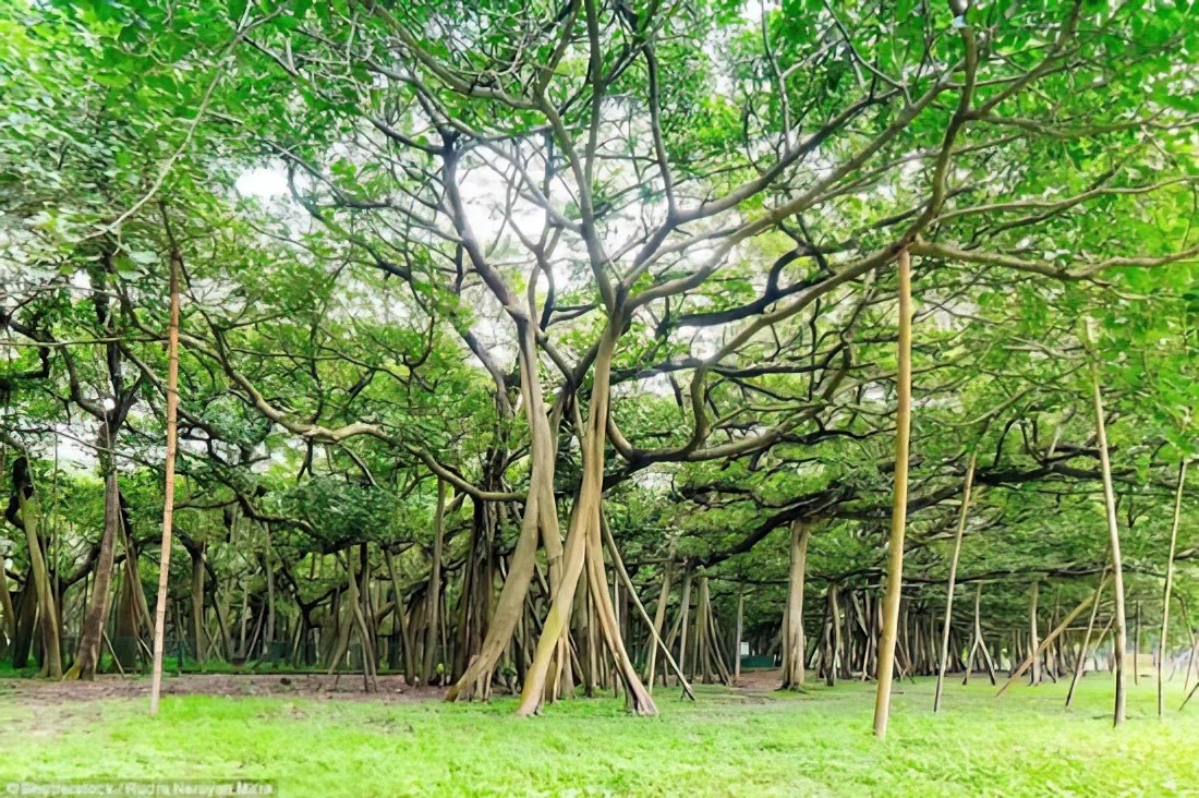 Cây đa The Great Banyan 250 tuổi và có tán cây bao phủ diện tích rộng khoảng 14.400m2