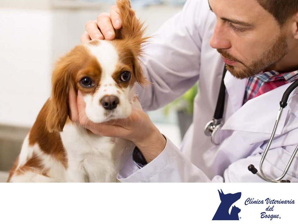 TIPS PARA MASCOTAS Sabemos en CLÍNICA VETERINARIA DEL BOSQUE que TIPS PARA MASCOTAS Sabemos en CLÍNICA VETERINARIA DEL BOSQUE que