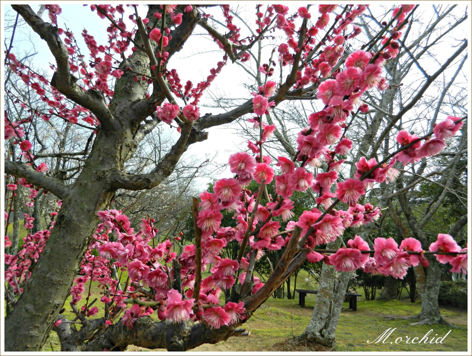 Orchid's Daily Voice (Home Page) Japanese Apricot Tree;