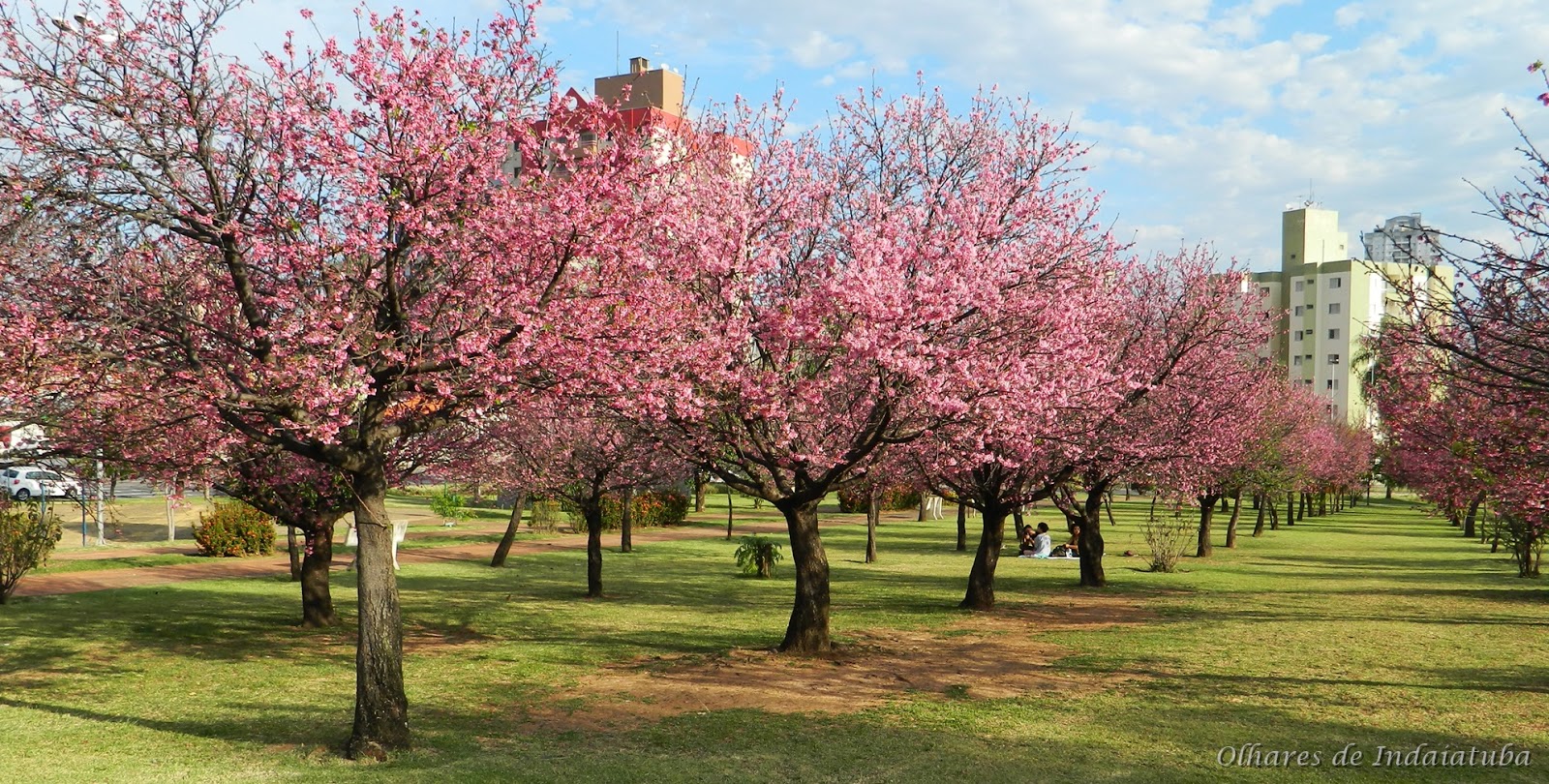Rosangila Fotografias Praça das Cerejeiras, Indaiatuba SP