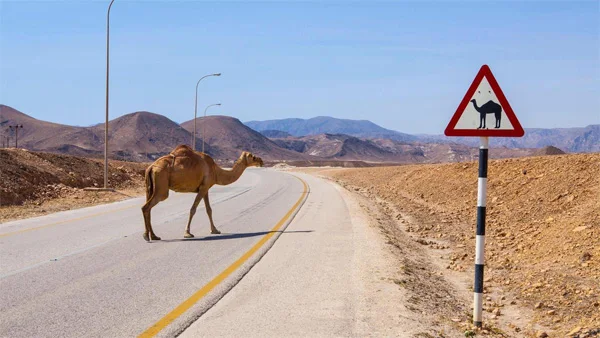 Camel attack; killed 44 in road accident, Riyadh, News, World, Death, Animals, Accident