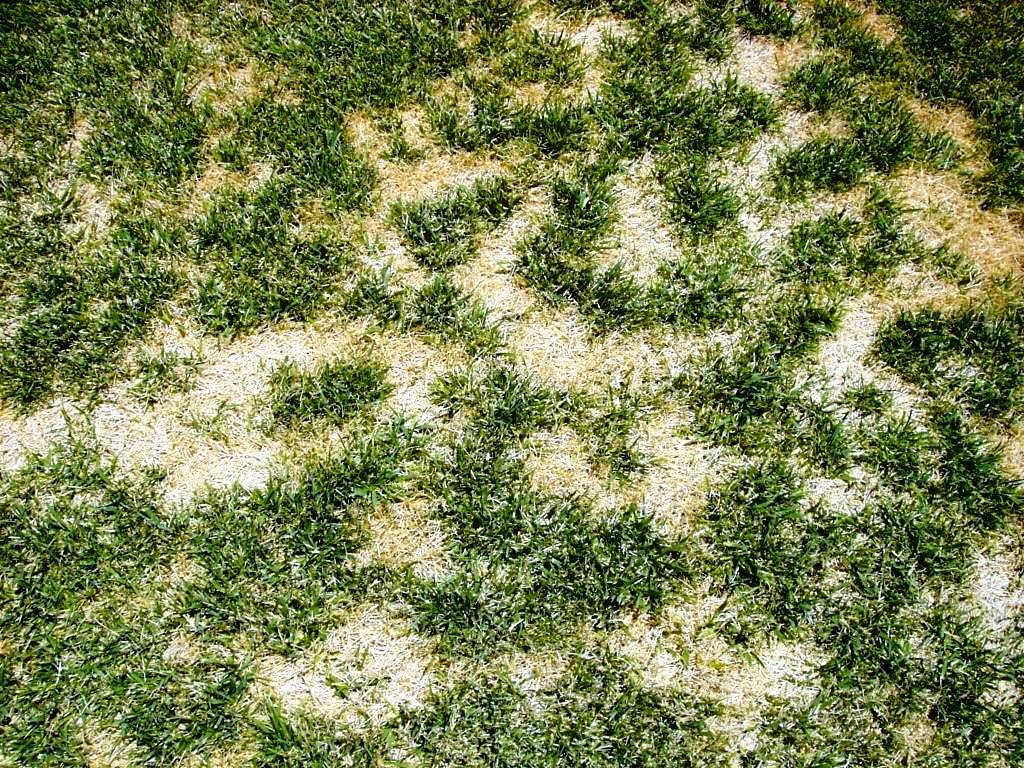 Xtremehorticulture Of The Desert Turfgrass Dead Spots Disease
