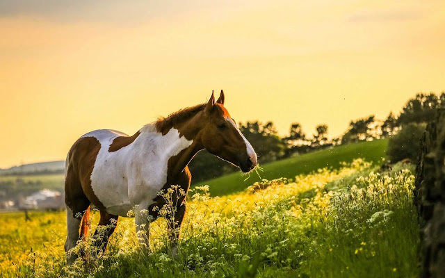 beautiful horse wallpaper