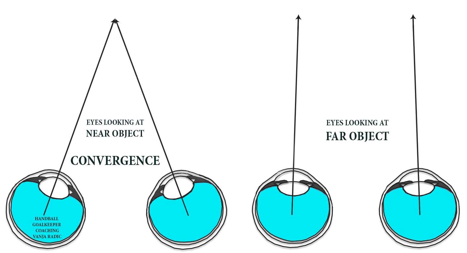 конвергенция офтальмология. дивергенция глаз. конвергенция офтальмология. механизм конвергенции глаза. конвергенция и аккомодация глаз.