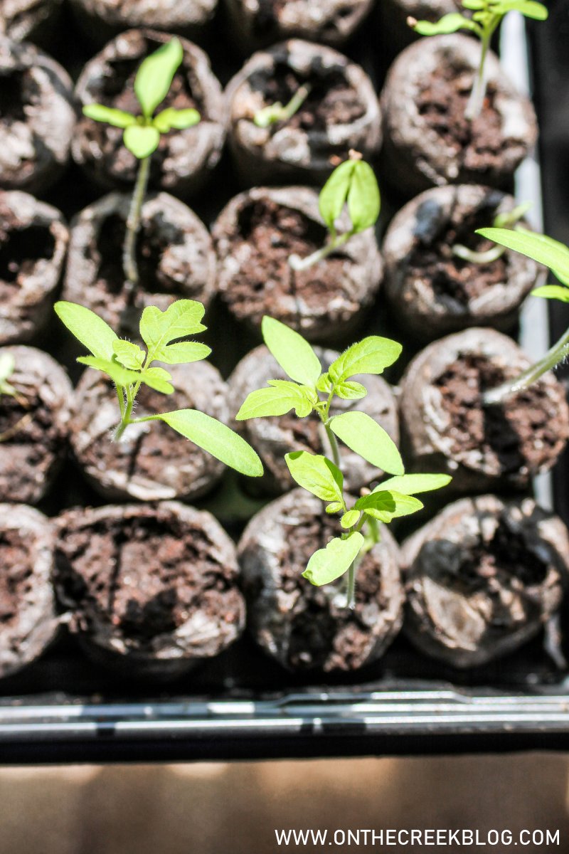 Leggy tomato seedlings | On The Creek Blog