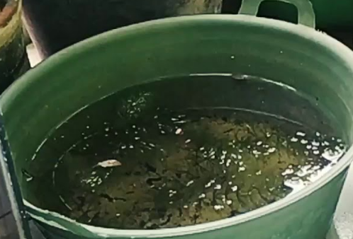 8 Kesalahan Pemula Dalam Budidaya Ikan Guppy
