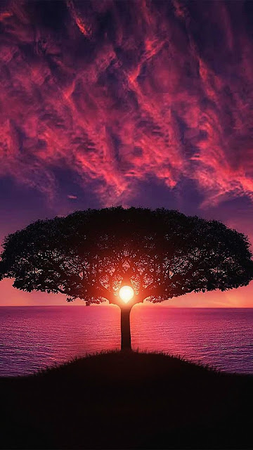 Sea-Tree-Purple-Sky-Nature-iPhone-6-plus-wallpaper.jpg