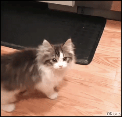 Cute Kitten GIF • Adorable fluff Kitty meowing sadly. “Feed me, I 'm so hungry” Cute Kitten GIF • Adorable fluff Kitty meowing sadly. “Feed me, I 'm so hungry”