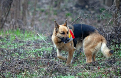 Пенсиониран полицейски детектив открива прилики при хиляди изчезвания Search-dog-2-580x376