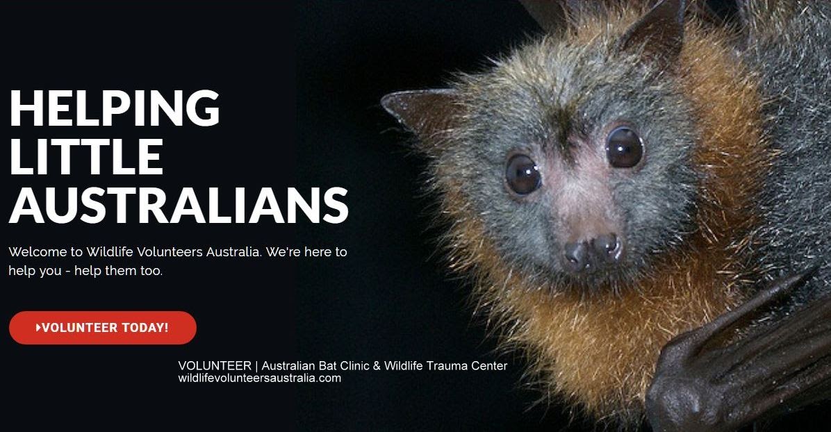 VOLUNTEER Australian Bat Clinic and Wildlife Trauma Center