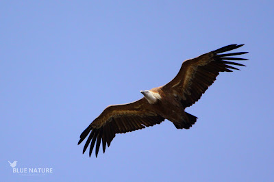 Buitre leonado (Gyps fulvus) en vuelo.