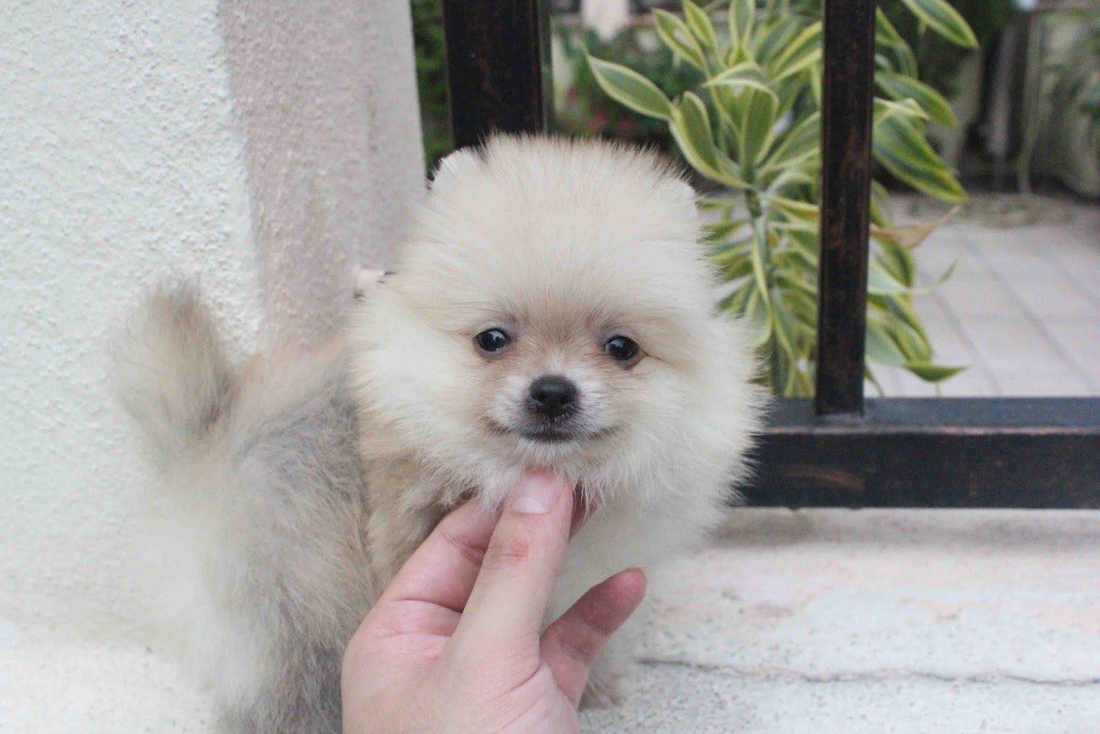 LovelyPuppy: 20130717 Cream Sable Female Pomeranian With MKA Cert