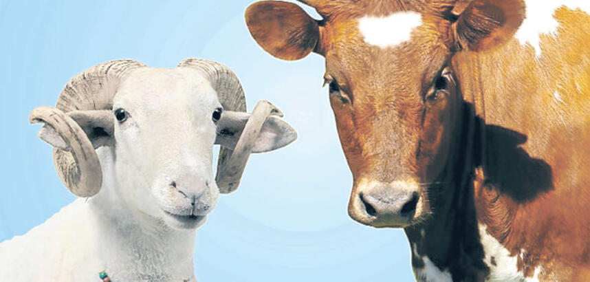Kurban Olarak İnek mi Yoksa Koç mu Kesmek Daha İyidir?