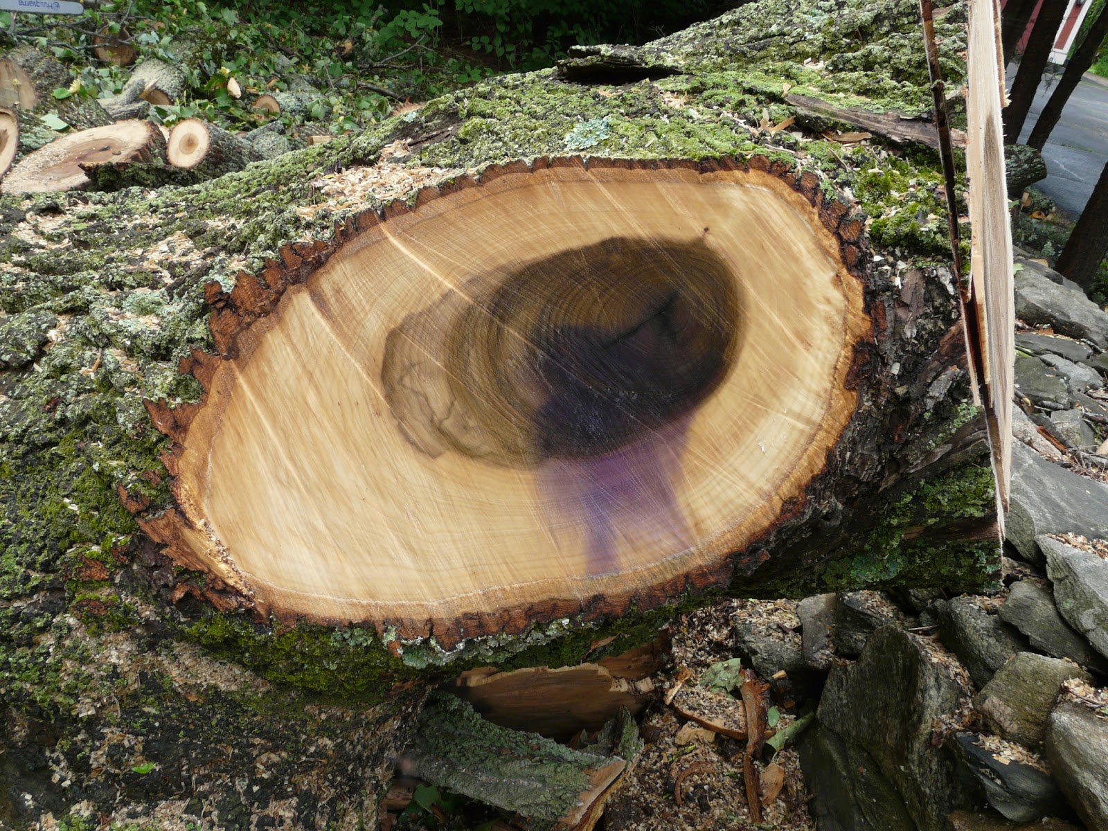 Timberturner + Bowlwood Woodturning The Tulip Tree