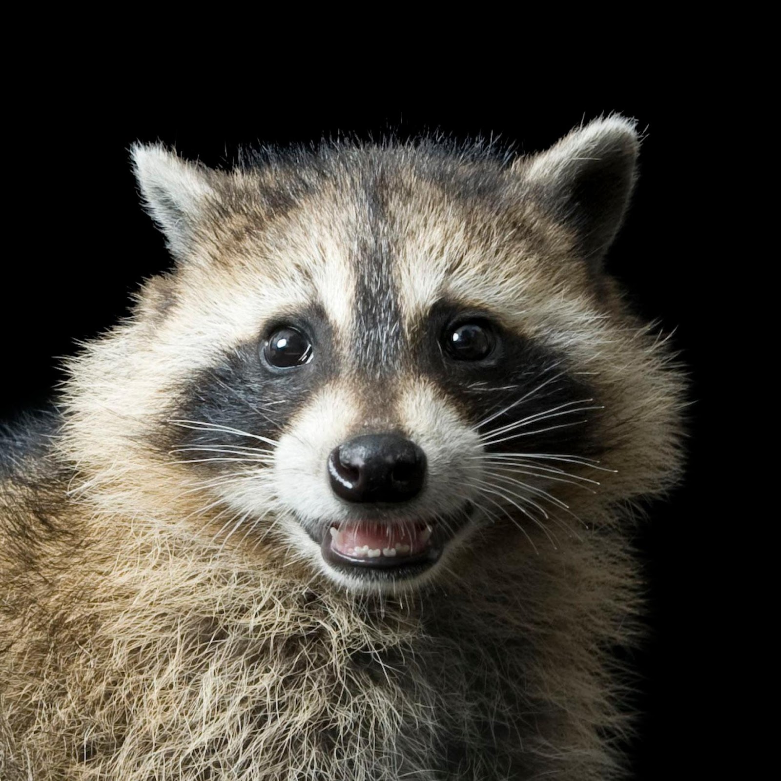 Raccoon Art Dark