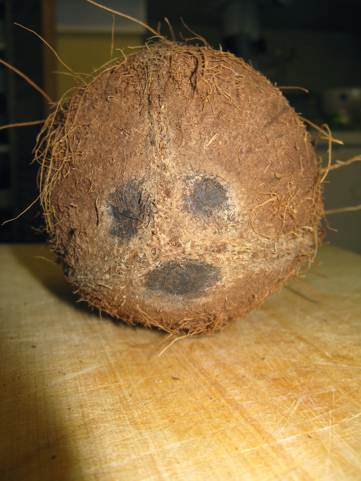 The Laughing Owls How to crack a coconut!