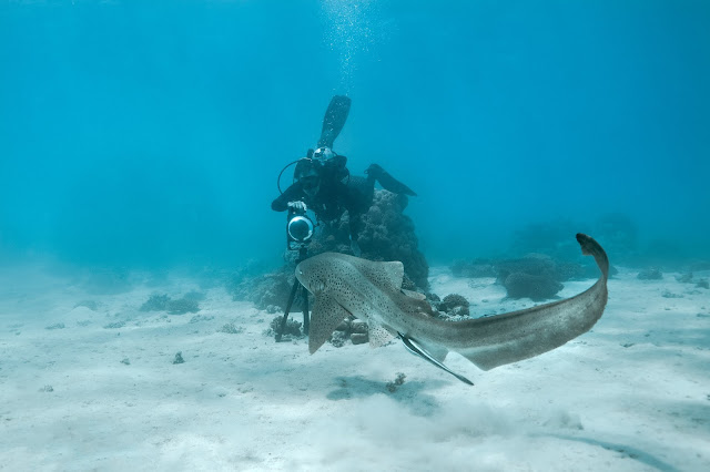 Photo of Christophe Bailhache from Underwater Earth saying g'day to a leopard shark as he captures the Ningaloo Reef for Google Street View.
