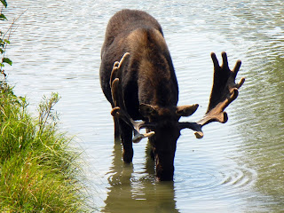 Moose in Grand Teton National Park in Wyoming