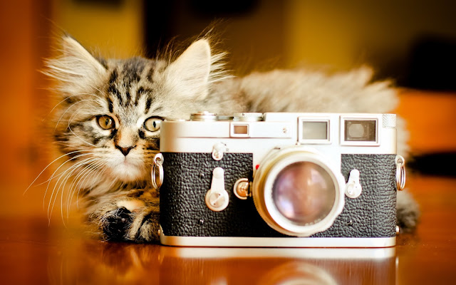 Hermoso Gatito Imágenes de Gatos en Fotoblog X