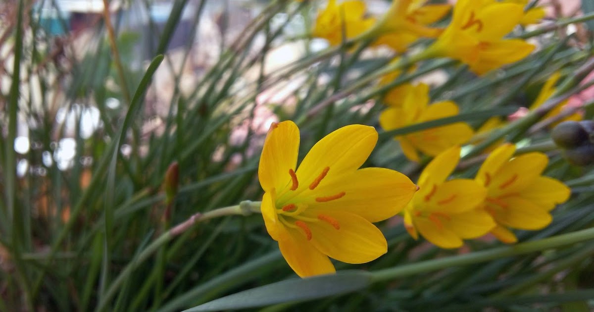 Yellow Flowers | Beauty In Garden