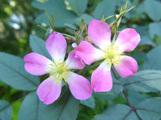 Rosier glauque - Églantier glauque - Églantier à feuilles rougeâtres - Rosier à feuilles rouges - Rosa glauca Rosier glauque - Églantier glauque - Églantier à feuilles rougeâtres - Rosier à feuilles rouges - Rosa glauca