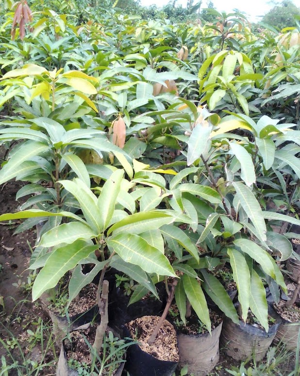 pohon mangga harum manis super unggul Basidondo