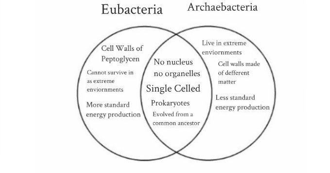 Bacteria Archaea Venn Diagram ~ Medical Resume