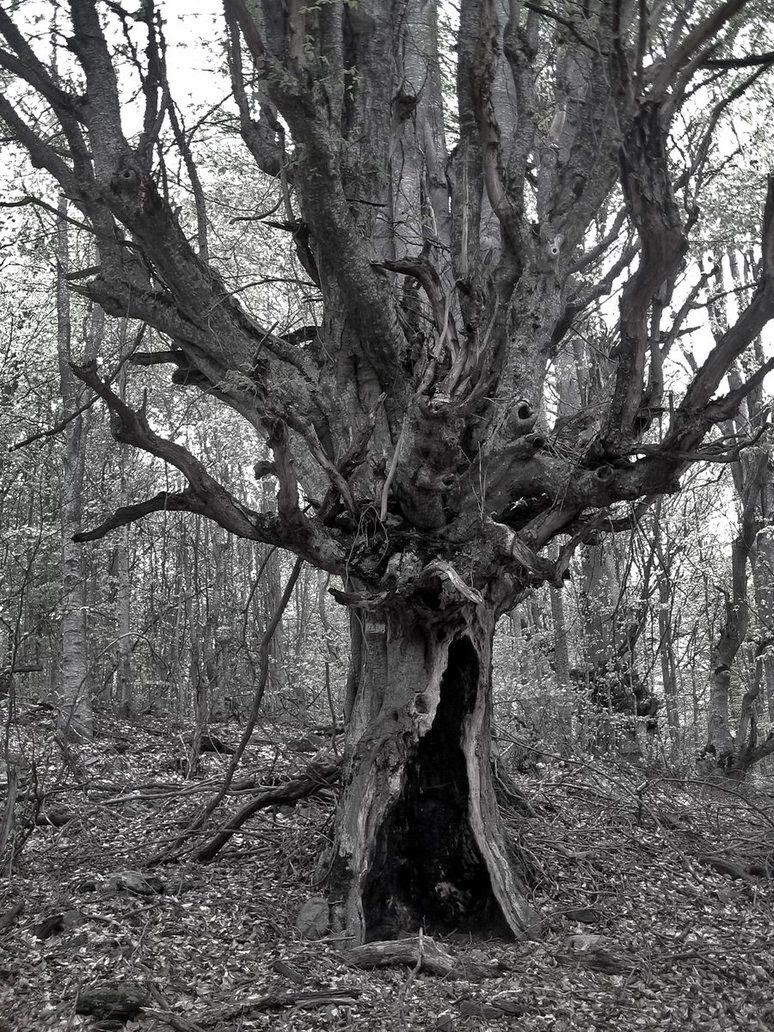Tradition At Its Best: Magic powder