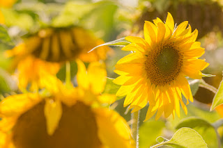 Naturfotografie Lippeaue Sonnenblumen