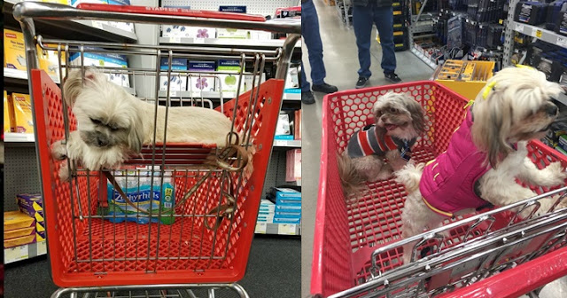 Mercado oferece carrinhos especiais para que as pessoas levem seus cães na hora de fazer compras