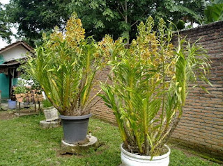 Anggrek Tebu atau Grammatophyllum speciosum