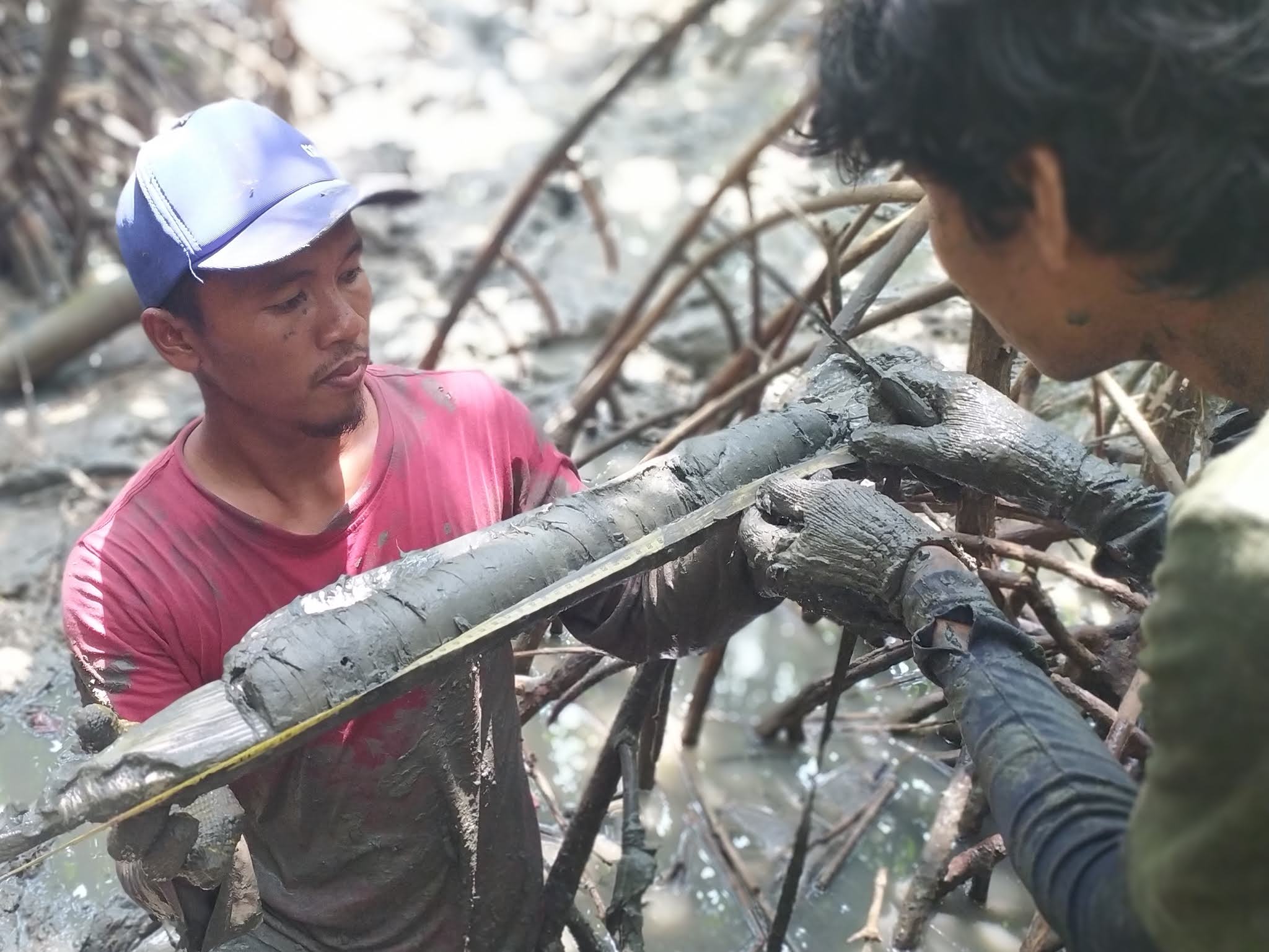 IKAMaT Kerjakan Proyek Riset Karbon Mangrove di Brebes