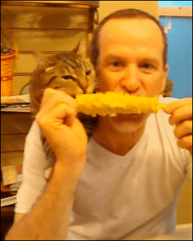 Funny cats - part 344, best cute cat picture, funny cat photo and gif, cat gifs