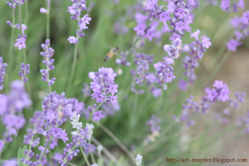 Лавандовый сироп. Greenfield purple lavender. Лаванда на белом фоне. 1 лавандовый. Лаванда закат.