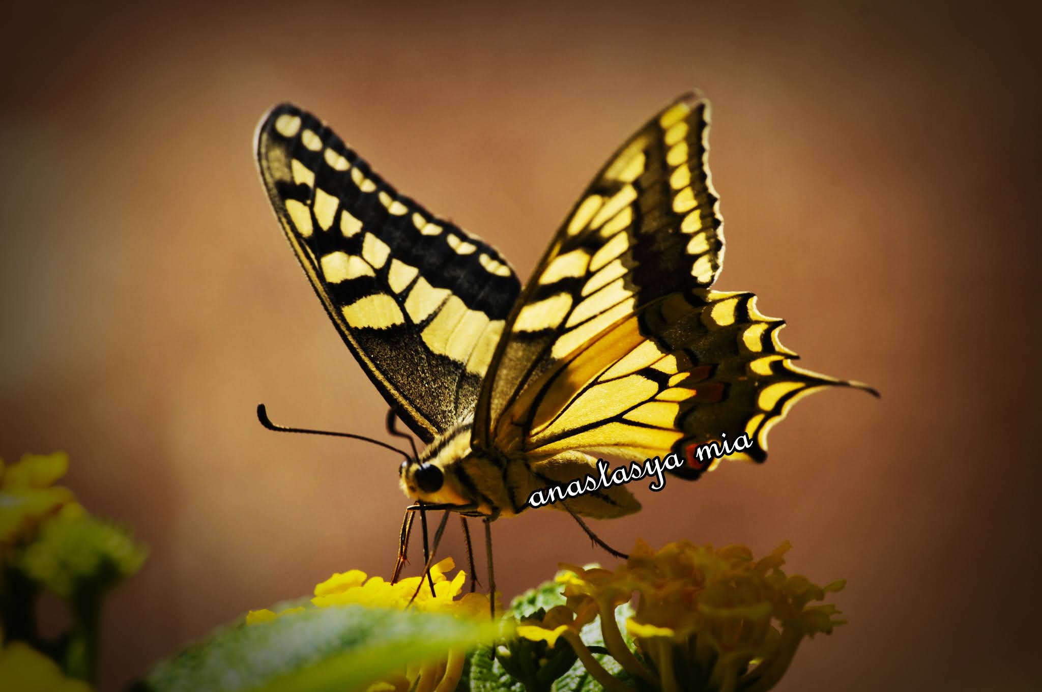 бабочка 2 4. картинки на рабочий стол бабочки. летние бабочки. бабочка 2 4. красивые бабочки.