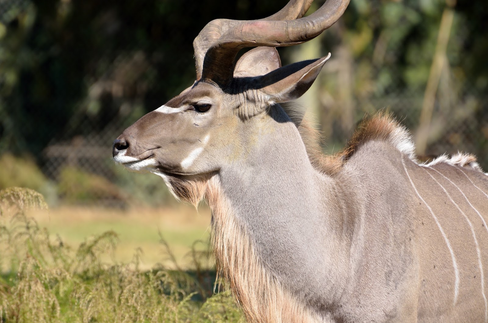 safari animals kudu