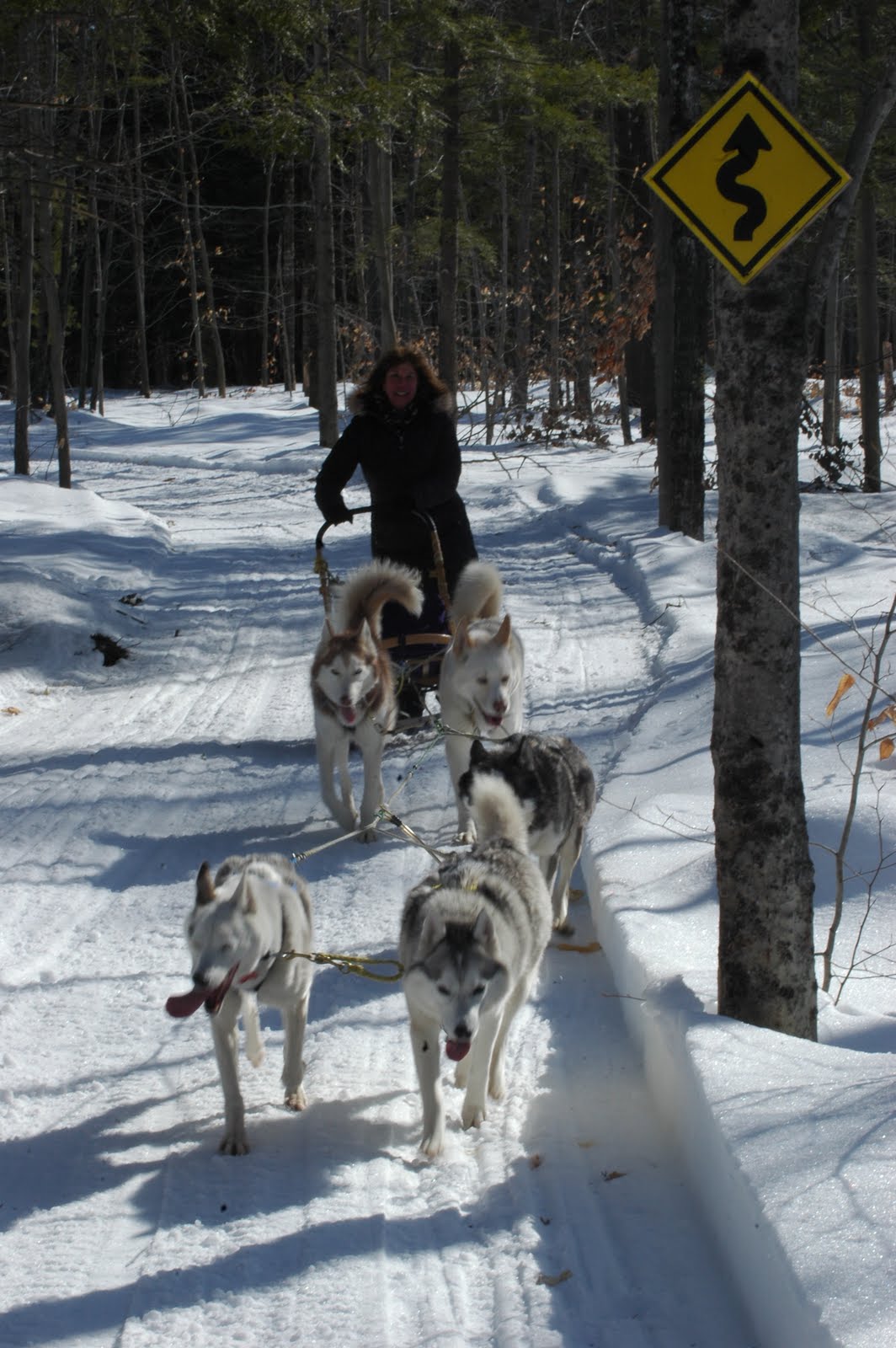Maryland Sled Dog Adventures LLC Announcing our 2012 Maine Winter