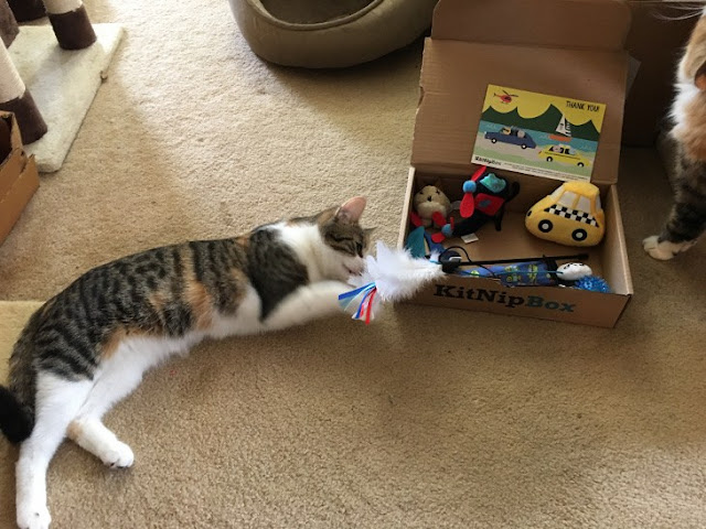 All Cat Toys Review 2018
