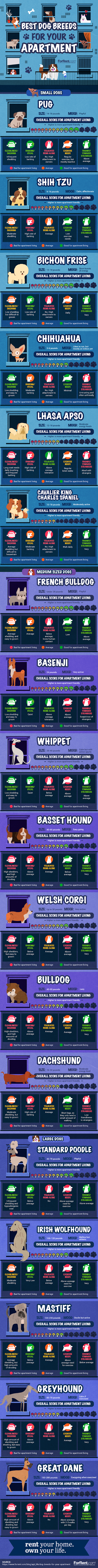 Best Dog Breeds for Apartment Living #infographic #lifestyle #Dog Breeds #pets & Animal #infographics #Apartment Living #Apartment Tips #Infographic