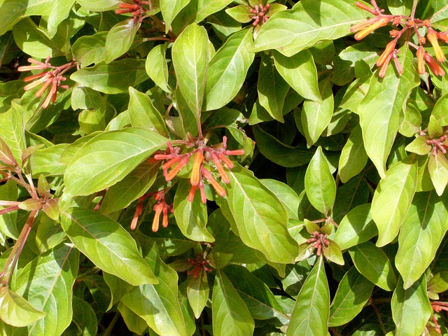 amelia-hamelia-patens