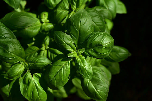 Can Dogs Eat Basil? Is Basil Safe For Dogs?