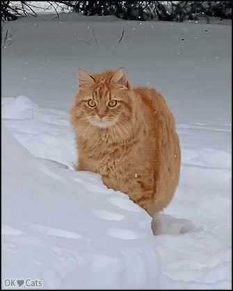 Amazing Cat GIF • Gorgeous fluffy ginger cat enjoys playing in the snow [ok-cats-site.com]