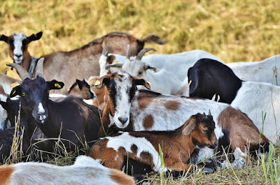 Goat breeds grown in Nepal [krishiloksewa Bakhra Palan]