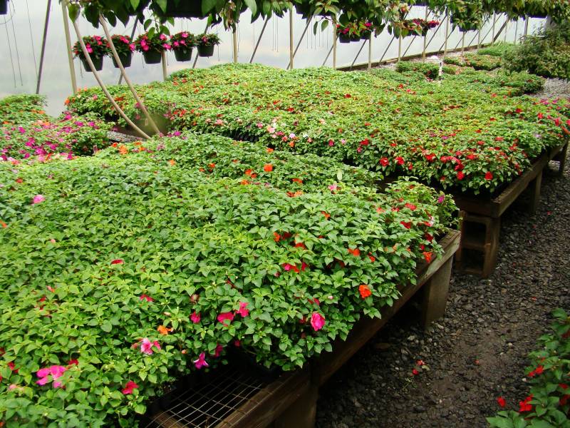 Quinns Greenhouse. McCaysville GA