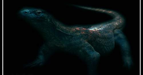 Tafsir Arti Mimpi Tentang Komodo Terlengkap Dan Penting Perlu Kamu Ketahui Mentari Bali Holiday