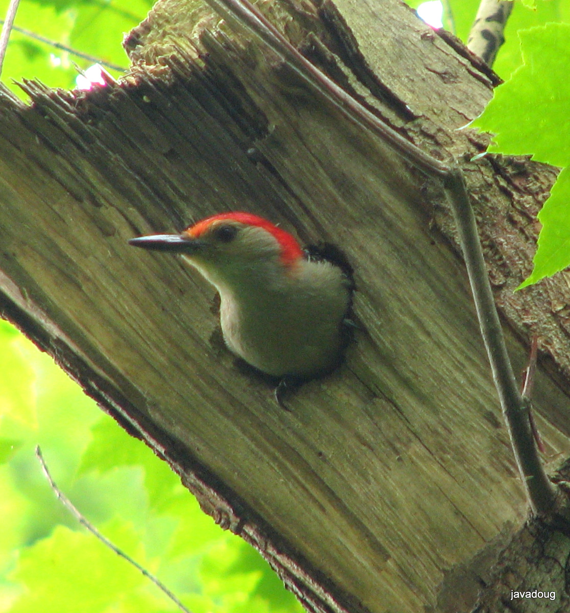 Friends of Harrison Hills: Red-bellied Woodpecker nest