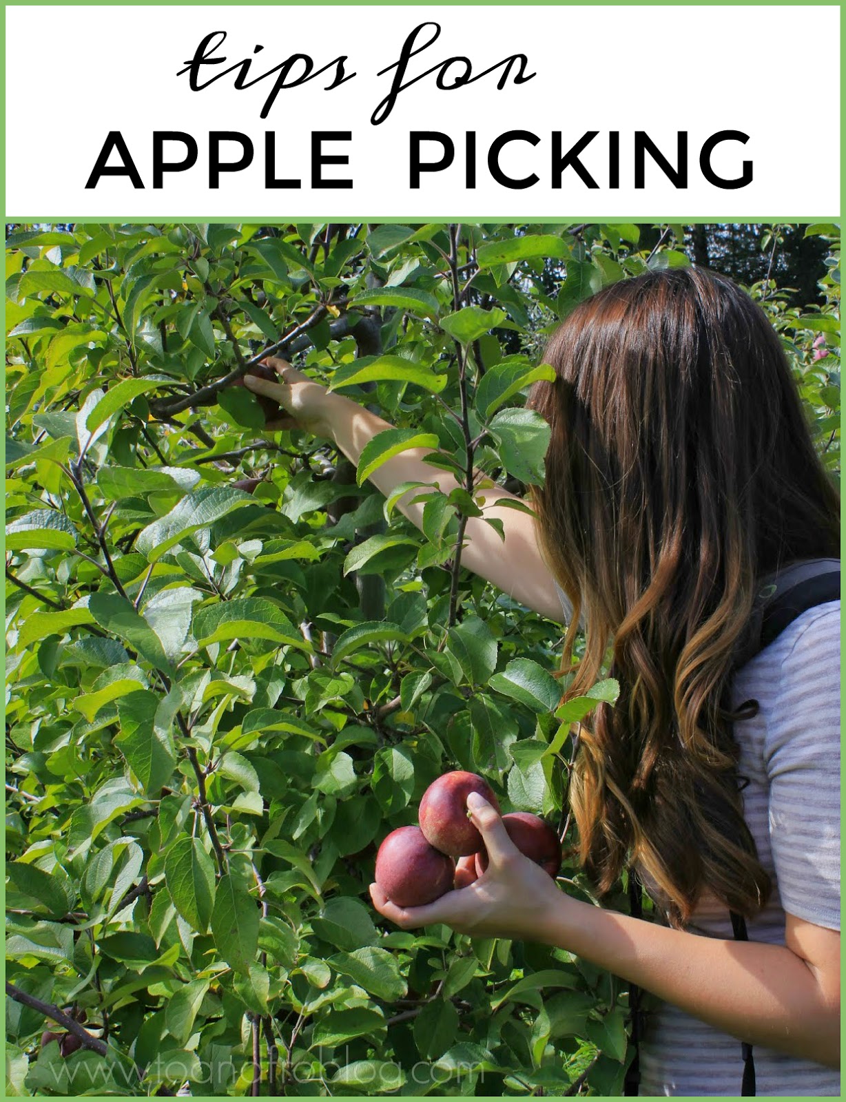 Tips for Apple Picking with Your Family To & Fro