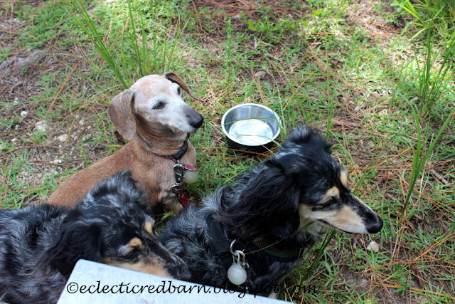 Eclectic Red Barn: Three dachshunds at the Everglades National Park