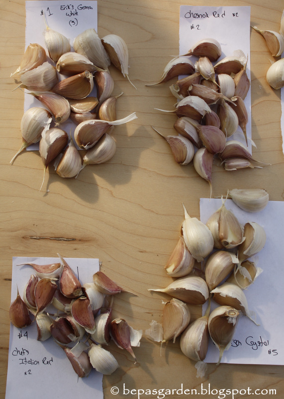 Bepa's Garden: Planting Garlic
